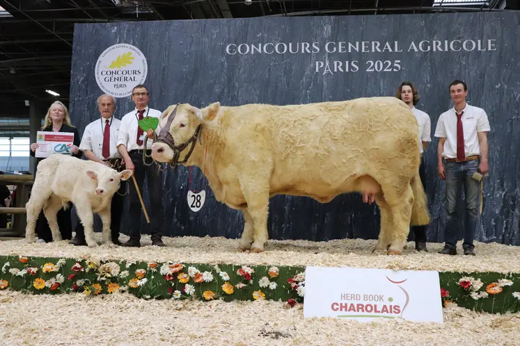 Vache charolaise suitée et ses éleveurs sur le podium du salon de l'agriculture 2025