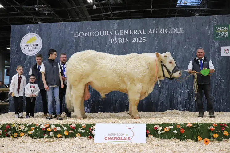 Taureau charolais et ses éleveurs sur le podium du salon de l'agriculture 2025