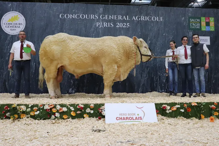 Taureau charolais et ses éleveurs sur le podium du salon de l'agriculture 2025