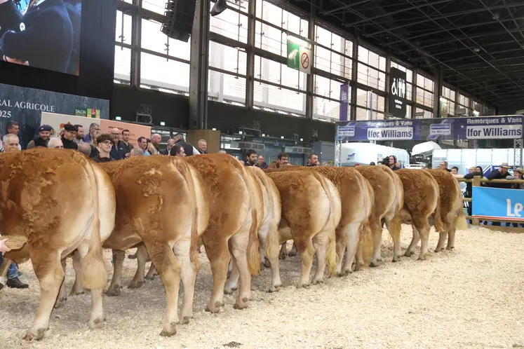 Alignement de femelles de boucherie label rouge de race limousine à la vente aux enchère au salon de l'agriculture 2025