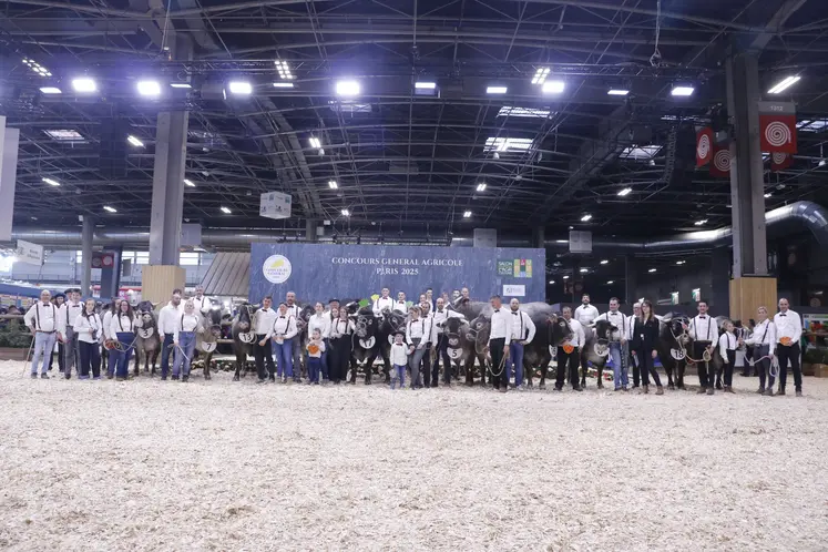 Concours général agricole 2025 race bazadaise