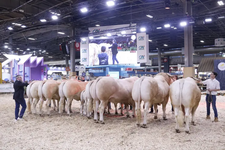 concours général agricole 2025 blonde d'aquitaine