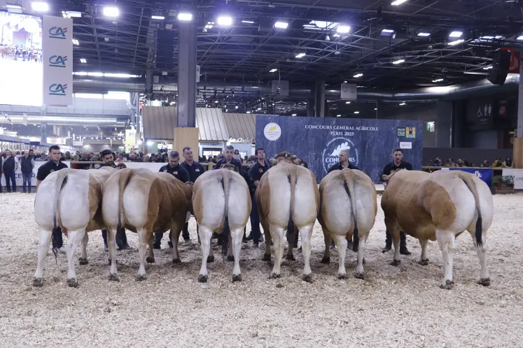 Concours général agricole 2025 race parthenaise