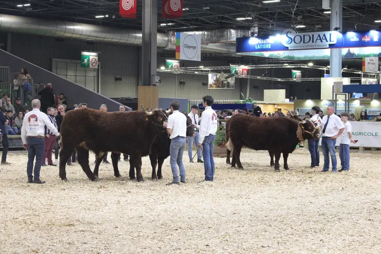 concours général agricole Salers salon de l'agriculture