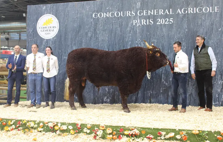 concours général agricole salers salon de l'agriculture