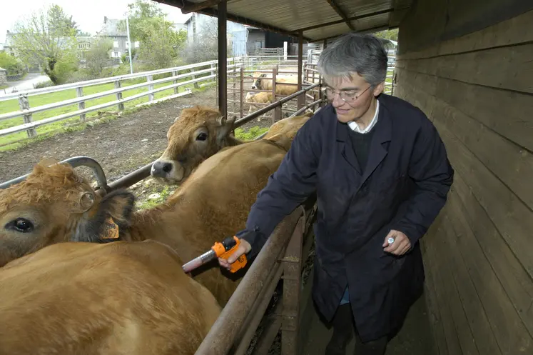  vaccination d'un bovin contre la fièvre catarrhale ovine (FCO) par une vétérinaire. 