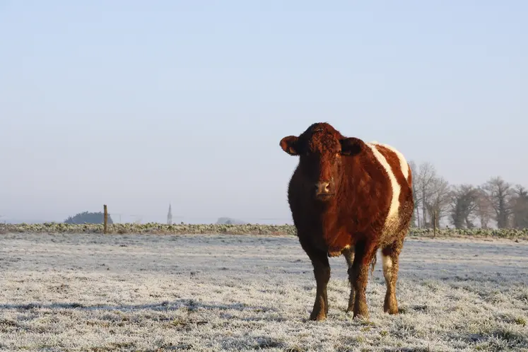 vache rouge des prés en prairie