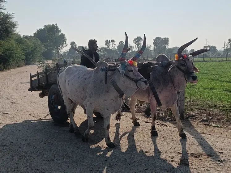<em class="placeholder">traction bovine : attelage de deux zébus sur une route en terre, en Inde.</em>