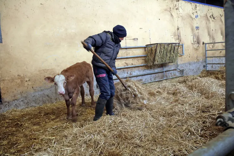 <em class="placeholder">L&#039;éleveuse paille à la main le parc à veau, à côté d&#039;un veau croisé aubrac-charolais. Sur le mur, un râtelier offre du foin à la demande.</em>