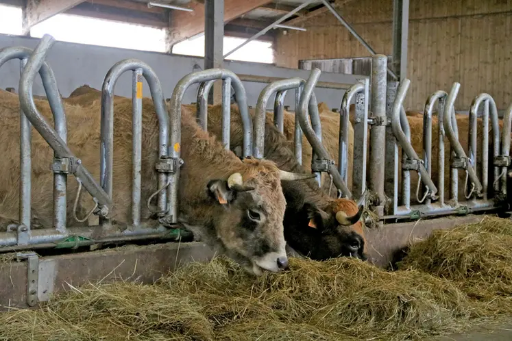 <em class="placeholder">Deux vaches Aubrac mangent du foin au cornadis pour bovins à cornes.</em>