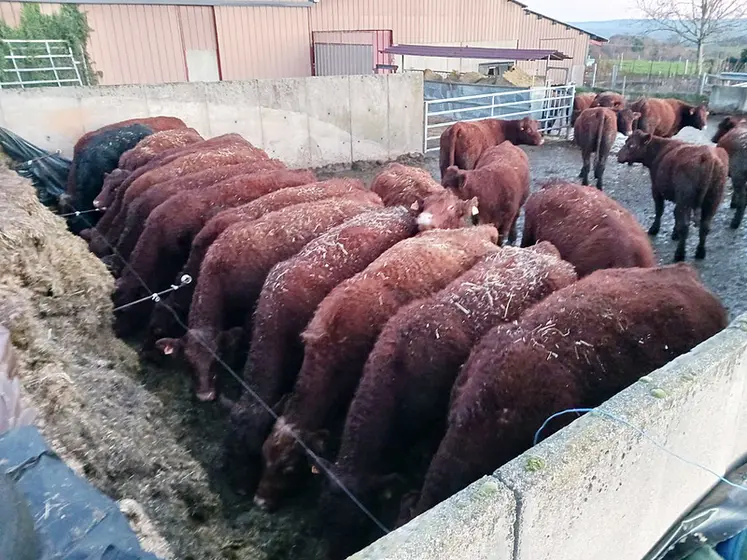 <em class="placeholder">vaches salers silo bâtiment alimentation hivernale</em>