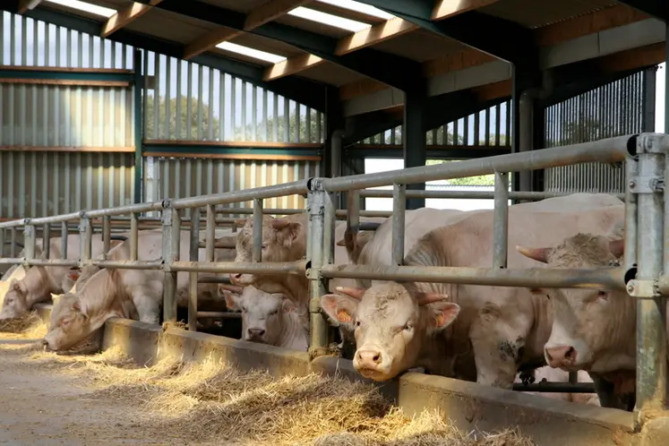 <em class="placeholder">IMG_2833 / engraissement de jeunes bovins charolais. Alimentation en  élevage bovin.</em>