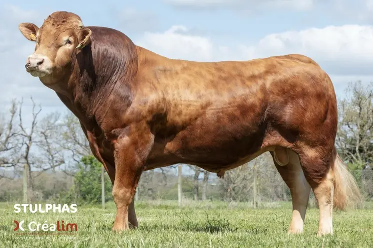 <em class="placeholder">Stulphas (Oniwer sur Pandora) est un taureau né en 2021 et issu d&#039;embryon. Ses premières filles rentreront à la station de Moussours en Corrèze au cours de l&#039;été 2025. ...</em>