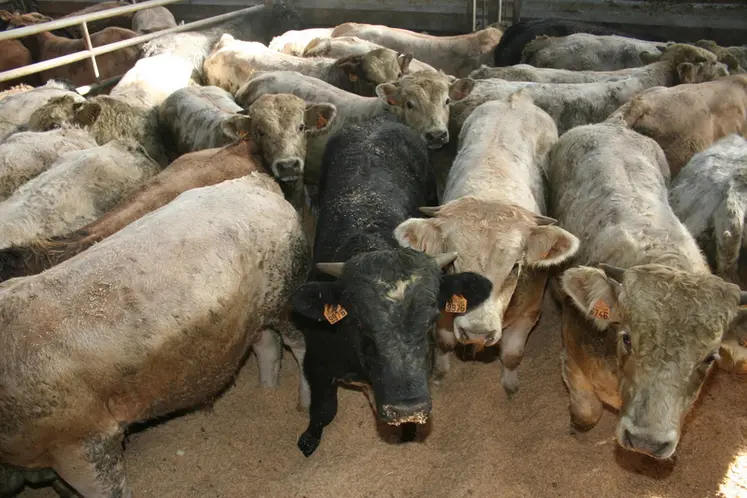 <em class="placeholder">élevage de bovins viande. troupeau bovin en bâtiment. broutards croisés (charolais x aubrac  et blanc bleu belge x aubrac) dans un centre d&#039;allotement du Cantal en attente ...</em>