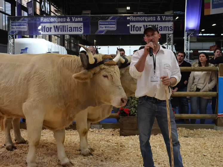 Deux boeufs attelés de la race Lourdaise à Paris au Salon de l'agriculture