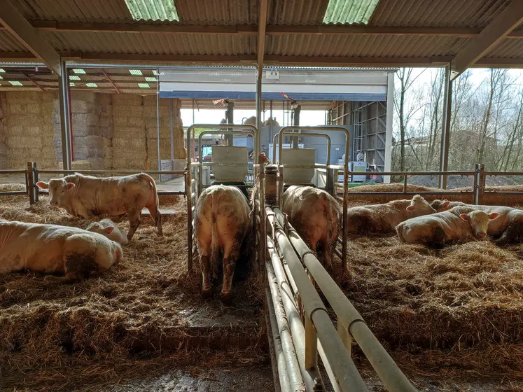 arvalis mesure des émissions de méthane entérique sur jeunes bovins charolais en engraissement 