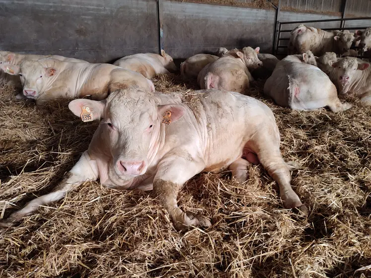 jeunes bovins charolais engraissement 