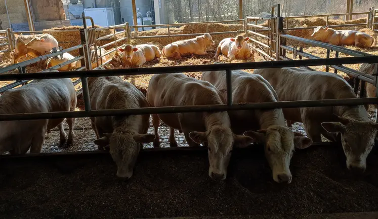 jeunes bovins charolais arvalis Saint-Hilaire-en-Wöevre