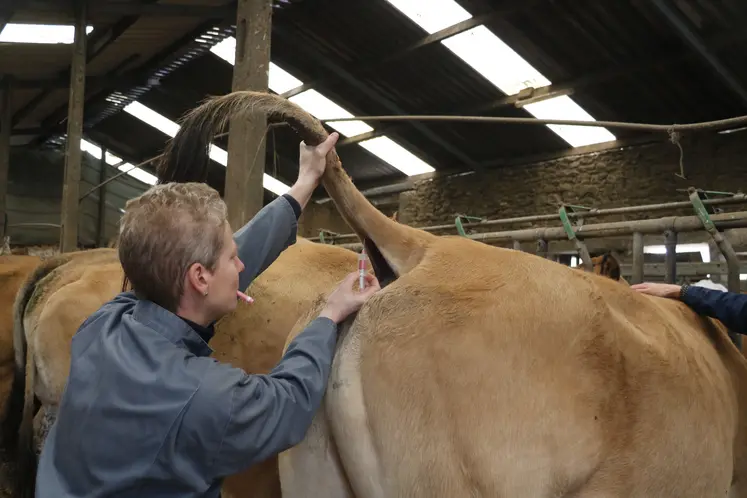 vaccination FCO vache parthenaise