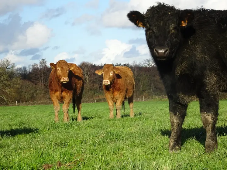 <em class="placeholder">Dans le cadre du programme Cap Protéines, l’expérimentation du pâturage hivernal a porté sur un lot de 20 animaux en croissance. Le programme est terminé, mais le ...</em>