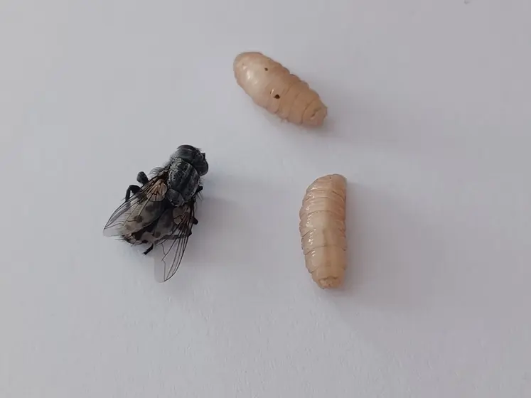 <em class="placeholder">wohlfahrtia magnifica mouche larves myiase élevage ovin bovin</em>