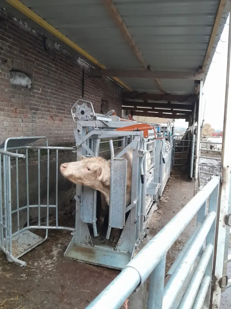 <em class="placeholder">cage de contention vache charolaise</em>
