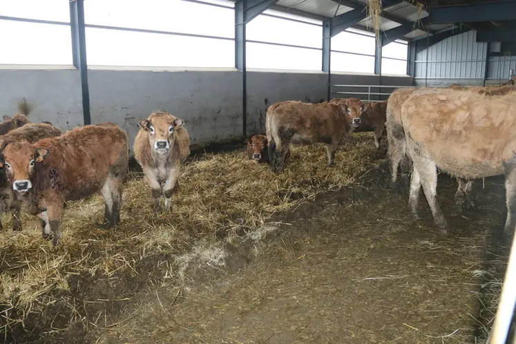 <em class="placeholder">Broutards alourdis aubrac en bâtiment, sur aille paillée avec dalle de béton le long de l&#039;auge.</em>