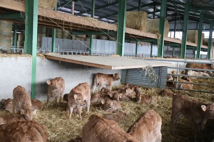 <em class="placeholder">Veaux aubrac dans un boxe à veaux, surplombé par un balcon pour le stockage de paille.</em>