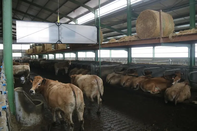 <em class="placeholder">Séparation amovible sur câble dans la stabulation en logettes sur caillebotis des vaches aubrac. Au dessus des logettes, des balcons stockent les boules de paille.</em>