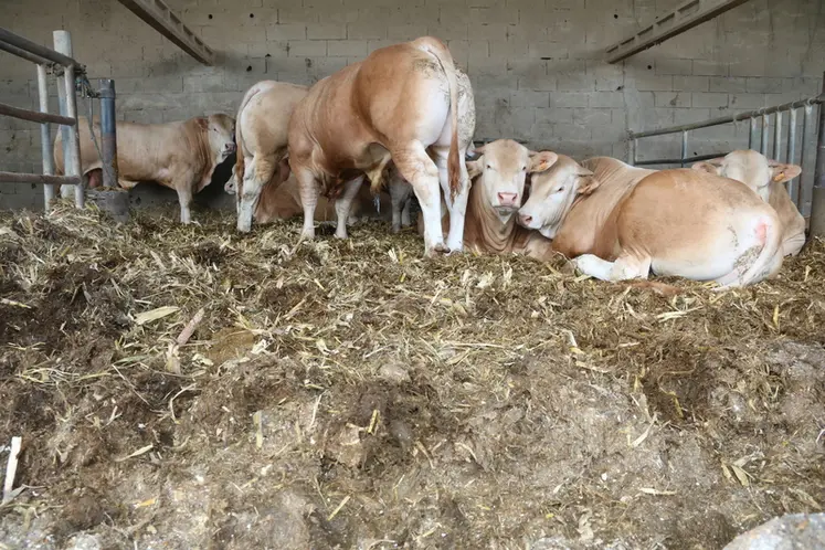 <em class="placeholder">Jeunes bovins blonds d&#039;Aquitaine sur paille de maïs, en Loire-Atlantique (Occitanie)</em>