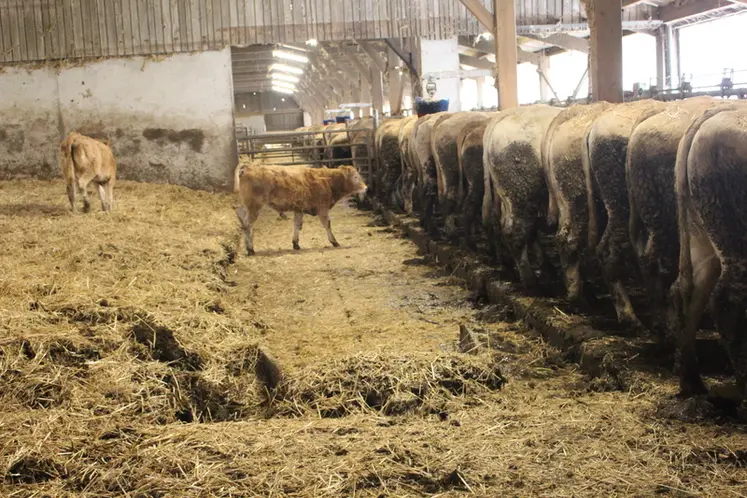 <em class="placeholder">bâtiment vaches allaitantes aire raclée</em>