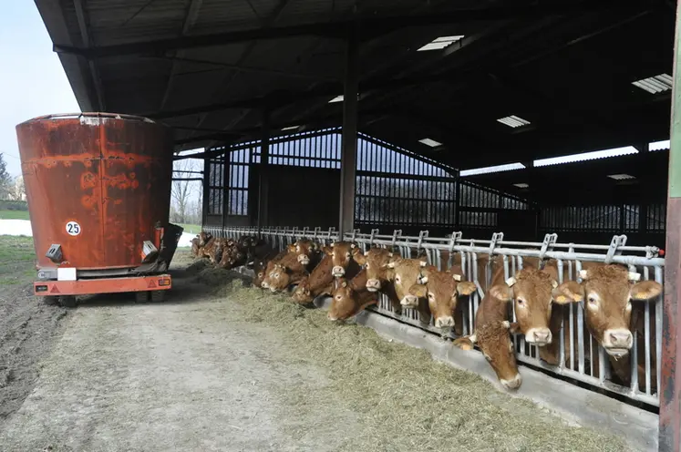 <em class="placeholder">élevage bovin allaitant de race limousine. bovins viande. alimentation. distribution de la ration. fourrage. vaches au cornadis. bâtiment ouvert. mélangeuse à bol. ...</em>
