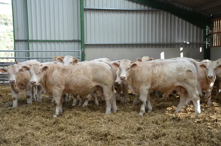 <em class="placeholder">Broutards charolais en bâtiment dans la Nièvre</em>