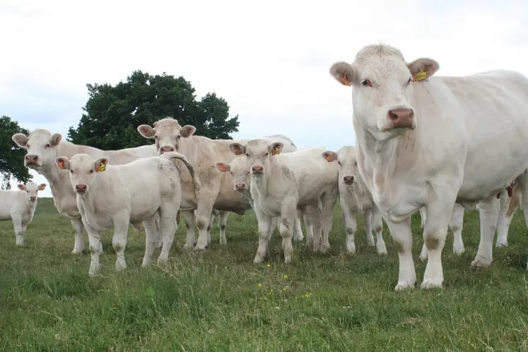 <em class="placeholder">vaches charolaises suitées au pré</em>