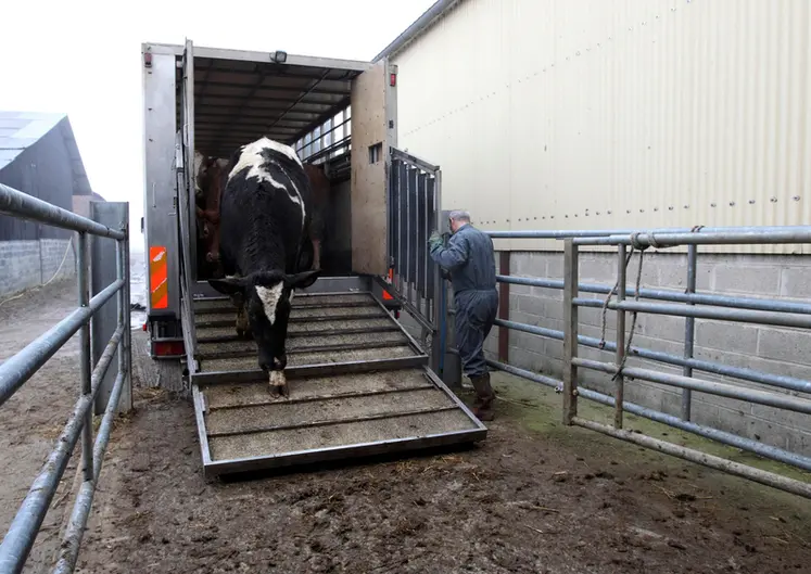 <em class="placeholder">Elevage bovin. Chargement et déchargement de bovins dans un camion bétaillère. Enlèvement et transport par la société Capeval dans la Marne. Salarié de la ...</em>