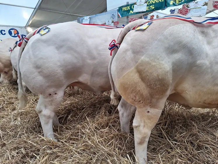 concours animaux boucherie Autun avril 2025