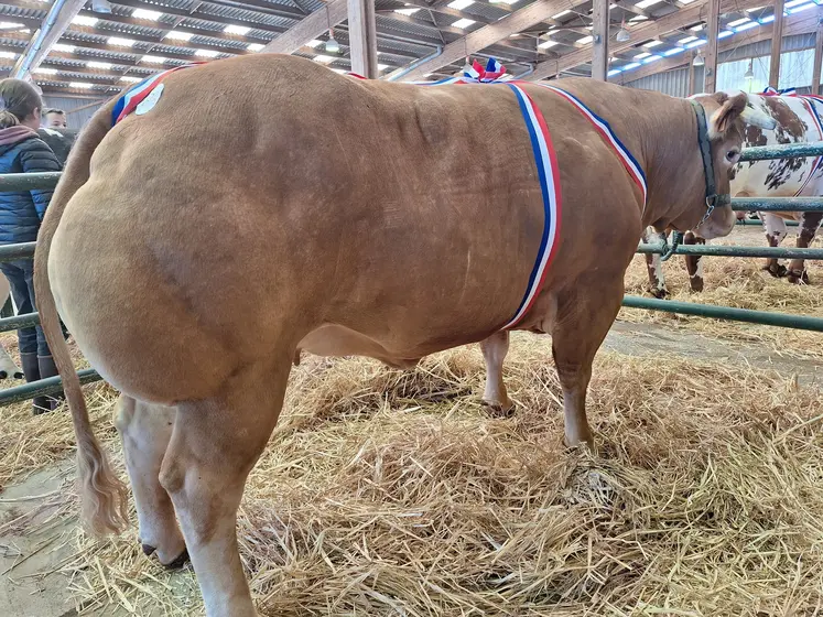 concours animaux de boucherie de Rouen 