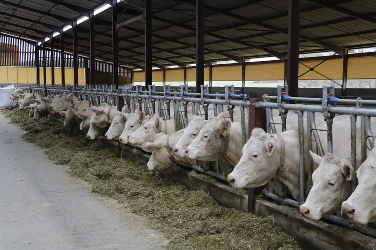 Vaches charolaises dans un bâtiment