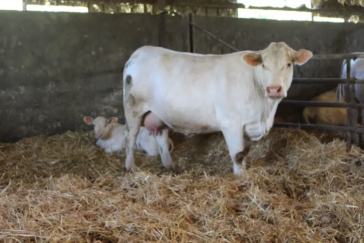<em class="placeholder">vache charolaise veau nouveau-né</em>