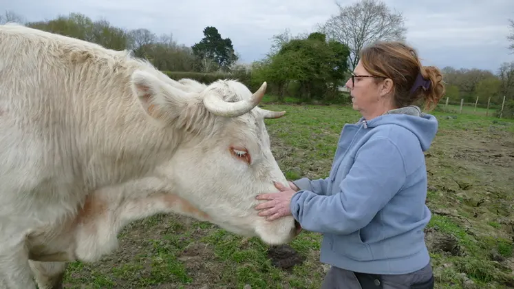 <em class="placeholder">éleveuse dans un pré avec un boeuf charolais</em>