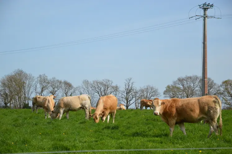 <em class="placeholder">vaches blonde d'Aquitaine pâturage</em>