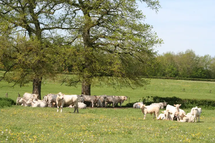 vaches charolaises bourgogne prairie