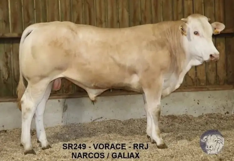 taureau blonde d'Aquitaine vente aux enchères