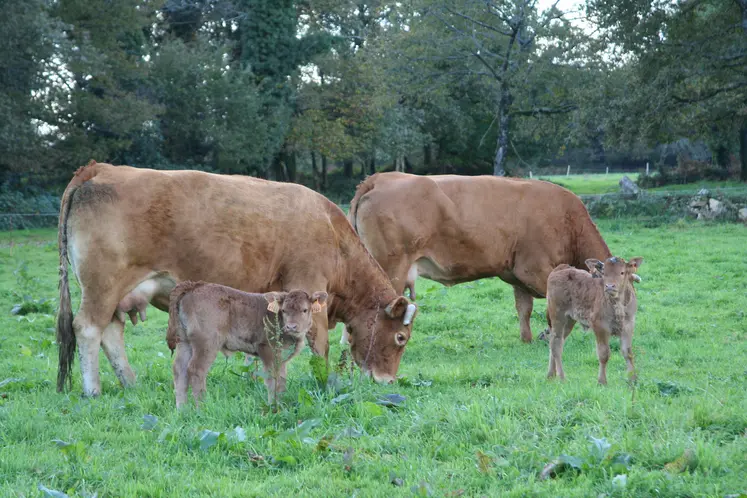 vache limousine veau nouveau-né pâturage prairie