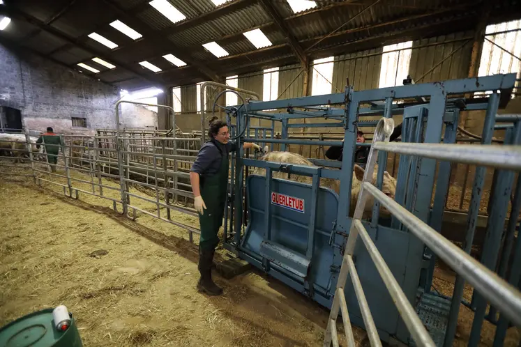 élevage bovins viande contention FCO vétérinaire