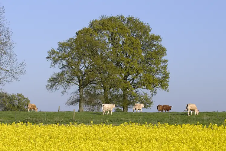 vaches allaitantes pâturage colza