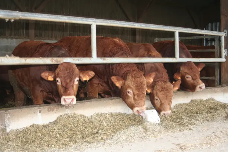 jeunes bovins engraissement Limousine