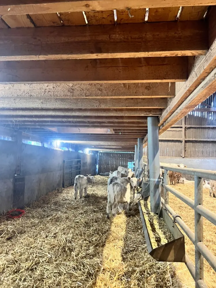 <em class="placeholder">bâtiment vaches allaitantes parc à veau confort thermique</em>