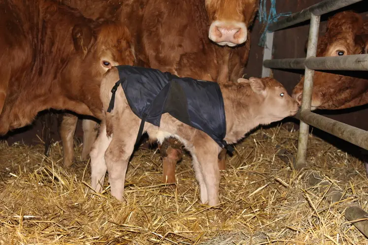 <em class="placeholder">veau nouveau-né Limousine manteau</em>