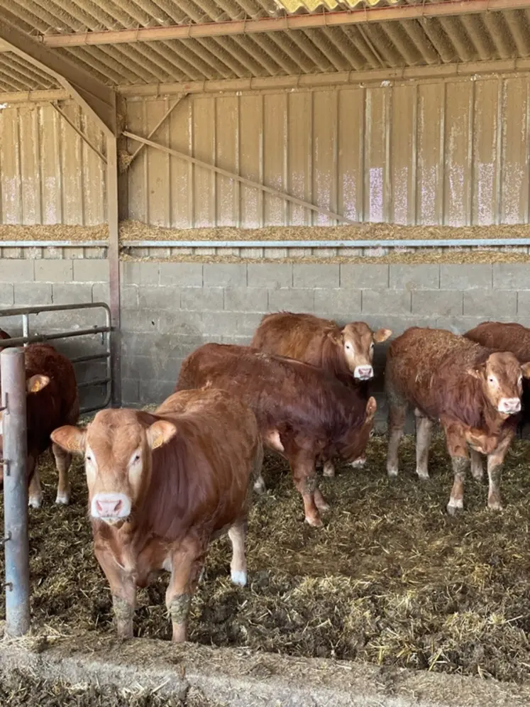 <em class="placeholder">jeunes bovins limousins engraissement</em>